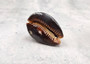 Humpback Cowrie Seashell Dark Brown Cypraea Mauritiana (1 shell approx. 2+ inches) Spotted Brown Mourning Cowrie for display & collecting! Copyright 2025 SeaShellSupply.com.