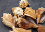 Fighting Conch Seashells Brown Strombus Pugilus (5 shells approx. 2+ inches) B GRADE Medium Tan Conch Shells for arts crafts & display.