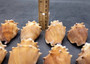 Fighting Conch Seashells Brown Strombus Pugilus (5 shells approx. 2+ inches) B GRADE Medium Tan Conch Shells for arts crafts & display.
