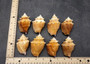 Fighting Conch Seashells Brown Strombus Pugilus (5 shells approx. 2+ inches) B GRADE Medium Tan Conch Shells for arts crafts & display.