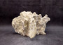 Light Green Fire Coral Cluster (1 coral 9.25L x 5H x 7D inches) Mint Green Medium Fire Coral for any coastal reef display or collection! Copyright 2025 SeaShellSupply.com.