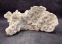 Light Green Fire Coral Cluster (1 coral 9.25L x 5H x 7D inches) Mint Green Medium Fire Coral for any coastal reef display or collection! Copyright 2025 SeaShellSupply.com.