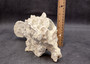 Light Green Fire Coral Cluster (1 coral 9.25L x 5H x 7D inches) Mint Green Medium Fire Coral for any coastal reef display or collection! Copyright 2025 SeaShellSupply.com.