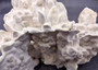 Light Green Fire Coral Cluster (1 coral 9.25L x 5H x 7D inches) Mint Green Medium Fire Coral for any coastal reef display or collection! Copyright 2025 SeaShellSupply.com.