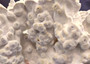 Light Green Fire Coral Cluster (1 coral 9.25L x 5H x 7D inches) Mint Green Medium Fire Coral for any coastal reef display or collection! Copyright 2025 SeaShellSupply.com.