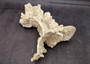 Light Green Fire Coral Cluster (1 coral 9.25L x 5H x 7D inches) Mint Green Medium Fire Coral for any coastal reef display or collection! Copyright 2025 SeaShellSupply.com.
