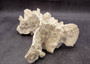 Light Green Fire Coral Cluster (1 coral 9.25L x 5H x 7D inches) Mint Green Medium Fire Coral for any coastal reef display or collection! Copyright 2025 SeaShellSupply.com.