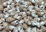 Nassarius Phyrrus Seashells - Red-banded Nassa (approx. 65-75 shells .5-.75 inches). Brown and white striped shells in a pile. Copyright 2022 SeaShellSupply.com.