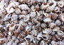 Nassarius Phyrrus Seashells - Red-banded Nassa (approx. 65-75 shells .5-.75 inches). Brown and white striped shells in a pile. Copyright 2022 SeaShellSupply.com.