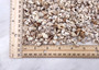 Nassarius Phyrrus Seashells - Red-banded Nassa (approx. 65-75 shells .5-.75 inches). Brown and white striped shells in a pile. Copyright 2022 SeaShellSupply.com.