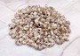 Nassarius Phyrrus Seashells - Red-banded Nassa (approx. 65-75 shells .5-.75 inches). Brown and white striped shells in a pile. Copyright 2022 SeaShellSupply.com.