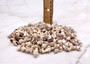 Nassarius Phyrrus Seashells - Red-banded Nassa (approx. 65-75 shells .5-.75 inches). Brown and white striped shells in a pile. Copyright 2022 SeaShellSupply.com.