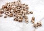 Nassarius Phyrrus Seashells - Red-banded Nassa (approx. 65-75 shells .5-.75 inches). Brown and white striped shells in a pile. Copyright 2022 SeaShellSupply.com.