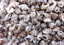 Red Banded Nassa Seashells Nassarius Phyrrus (approx. half cup +/- 65 shells 0.5+ inches) Striped Nassa Seashells for arts crafts & display!