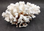 Brownstem White Coral Cluster Pocillopora Verrucosa (1 coral 7.75L x 4.75H x 4D inches) Coral for coastal collections & display!