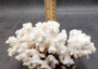 Brownstem White Coral Cluster Pocillopora Verrucosa (1 coral 7.75L x 4.75H x 4D inches) Coral for coastal collections & display!