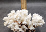 Brownstem White Coral Cluster Pocillopora Verrucosa (1 coral 7.75L x 4.75H x 4D inches) Coral for coastal collections & display!