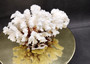 Brownstem White Coral Cluster Pocillopora Verrucosa (1 coral 7.75L x 4.75H x 4D inches) Coral for coastal collections & display!