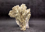 Light Green Fire Coral Cluster (1 coral 10L x 6.5H x 7D inches) Mint Green Medium Fire Coral for any coastal reef display or collection! Copyright 2025 SeaShellSupply.com.