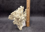 Light Green Fire Coral Cluster (1 coral 10L x 6.5H x 7D inches) Mint Green Medium Fire Coral for any coastal reef display or collection! Copyright 2025 SeaShellSupply.com.