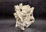 Light Green Fire Coral Cluster (1 coral 10L x 6.5H x 7D inches) Mint Green Medium Fire Coral for any coastal reef display or collection! Copyright 2025 SeaShellSupply.com.