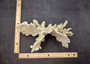 Light Green Fire Coral Cluster (1 coral 10L x 6.5H x 7D inches) Mint Green Medium Fire Coral for any coastal reef display or collection! Copyright 2025 SeaShellSupply.com.