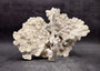 Light Green Fire Coral Cluster (1 coral 10L x 6.5H x 7D inches) Mint Green Medium Fire Coral for any coastal reef display or collection! Copyright 2025 SeaShellSupply.com.