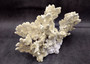 Light Green Fire Coral Cluster (1 coral 10L x 6.5H x 7D inches) Mint Green Medium Fire Coral for any coastal reef display or collection! Copyright 2025 SeaShellSupply.com.