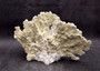 Light Green Fire Coral Cluster (1 coral 10L x 6.5H x 7D inches) Mint Green Medium Fire Coral for any coastal reef display or collection! Copyright 2025 SeaShellSupply.com.