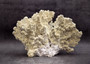 Light Green Fire Coral Cluster (1 coral 10L x 6.5H x 7D inches) Mint Green Medium Fire Coral for any coastal reef display or collection! Copyright 2025 SeaShellSupply.com.