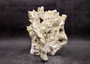 Light Green Fire Coral Cluster (1 coral 10L x 6.5H x 7D inches) Mint Green Medium Fire Coral for any coastal reef display or collection! Copyright 2025 SeaShellSupply.com.