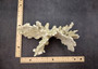 Light Green Fire Coral Cluster (1 coral 10L x 6.5H x 7D inches) Mint Green Medium Fire Coral for any coastal reef display or collection! Copyright 2025 SeaShellSupply.com.