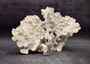 Light Green Fire Coral Cluster (1 coral 10L x 6.5H x 7D inches) Mint Green Medium Fire Coral for any coastal reef display or collection! Copyright 2025 SeaShellSupply.com.