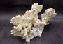 Light Green Fire Coral Cluster (1 coral 10L x 6.5H x 7D inches) Mint Green Medium Fire Coral for any coastal reef display or collection! Copyright 2025 SeaShellSupply.com.