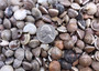 Natural Umbonium Seashells (approx. 210-230 shells .125-.375 inches). Multiple sand toned shells with different shapes and designs in a pile. Copyright 2025 SeaShellSupply.com. Natural Umbonium Seashells (approx. 210-230 shells .125-.375 inches). Multiple sand toned shells with different shapes and designs in a pile. Copyright 2025 SeaShellSupply.com.