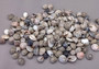 Natural Umbonium Seashells (approx. 210-230 shells .125-.375 inches). Multiple sand toned shells with different shapes and designs in a pile. Copyright 2025 SeaShellSupply.com.