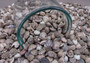 Natural Umbonium Seashells (approx. 210-230 shells .125-.375 inches). Multiple sand toned shells with different shapes and designs in a pile. Copyright 2025 SeaShellSupply.com.