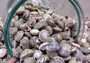 Natural Umbonium Seashells (approx. 210-230 shells .125-.375 inches). Multiple sand toned shells with different shapes and designs in a pile. Copyright 2025 SeaShellSupply.com.