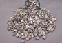 Natural Umbonium Seashells (approx. 210-230 shells .125-.375 inches). Multiple sand toned shells with different shapes and designs in a pile. Copyright 2025 SeaShellSupply.com.