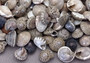 Natural Umbonium Seashells (approx. 210-230 shells .125-.375 inches). Multiple sand toned shells with different shapes and designs in a pile. Copyright 2025 SeaShellSupply.com.