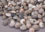 Natural Umbonium Seashells (approx. 210-230 shells .125-.375 inches). Multiple sand toned shells with different shapes and designs in a pile. Copyright 2025 SeaShellSupply.com.