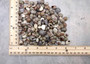 Natural Umbonium Seashells (approx. 210-230 shells .125-.375 inches). Multiple sand toned shells with different shapes and designs in a pile. Copyright 2025 SeaShellSupply.com.