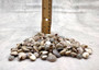 Natural Umbonium Seashells (approx. 210-230 shells .125-.375 inches). Multiple sand toned shells with different shapes and designs in a pile. Copyright 2025 SeaShellSupply.com.