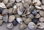 Natural Umbonium Seashells (approx. 210-230 shells .125-.375 inches). Multiple sand toned shells with different shapes and designs in a pile. Copyright 2025 SeaShellSupply.com. Natural Umbonium Seashells (approx. 210-230 shells .125-.375 inches). Multiple sand toned shells with different shapes and designs in a pile. Copyright 2025 SeaShellSupply.com.
