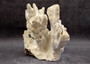 Light Green Fire Coral Cluster (1 coral 9L x 7H x 4D inches) Mint Green Medium Fire Coral for any coastal reef display or collection! Copyright 2025 SeaShellSupply.com.