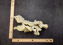 Light Green Fire Coral Cluster (1 coral 9L x 7H x 4D inches) Mint Green Medium Fire Coral for any coastal reef display or collection! Copyright 2025 SeaShellSupply.com.