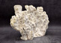Light Green Fire Coral Cluster (1 coral 9L x 7H x 4D inches) Mint Green Medium Fire Coral for any coastal reef display or collection! Copyright 2025 SeaShellSupply.com.