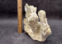 Light Green Fire Coral Cluster (1 coral 9L x 7H x 4D inches) Mint Green Medium Fire Coral for any coastal reef display or collection! Copyright 2025 SeaShellSupply.com.