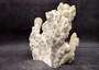 Light Green Fire Coral Cluster (1 coral 9L x 7H x 4D inches) Mint Green Medium Fire Coral for any coastal reef display or collection! Copyright 2025 SeaShellSupply.com.