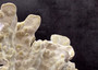 Light Green Fire Coral Cluster (1 coral 9L x 7H x 4D inches) Mint Green Medium Fire Coral for any coastal reef display or collection! Copyright 2025 SeaShellSupply.com.